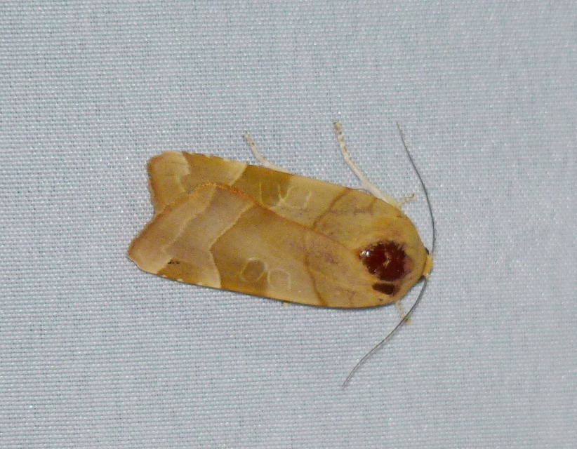 Noctua fimbriata - szélessávú sárgafűbagoly