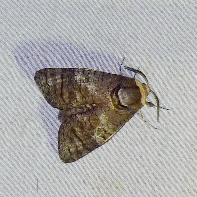 Cossus cossus - fűzfarontólepke