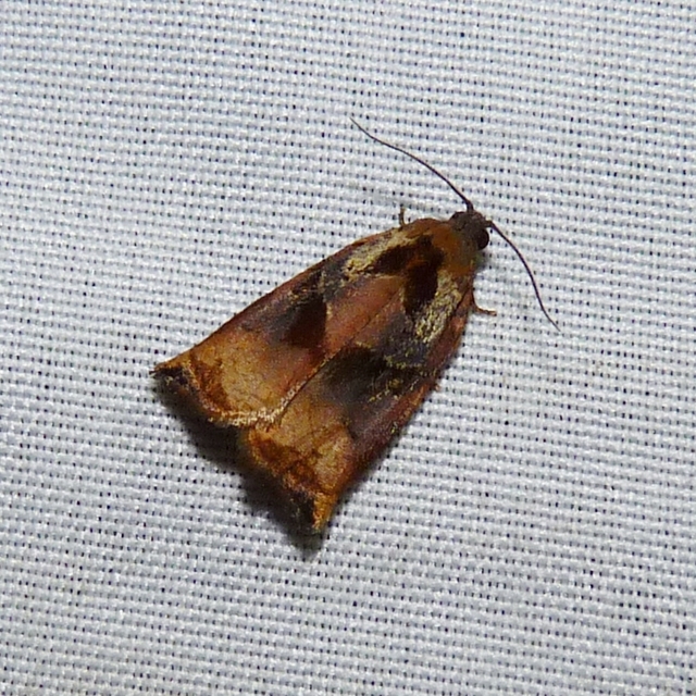Archips podana - dudvarágó sodrómoly