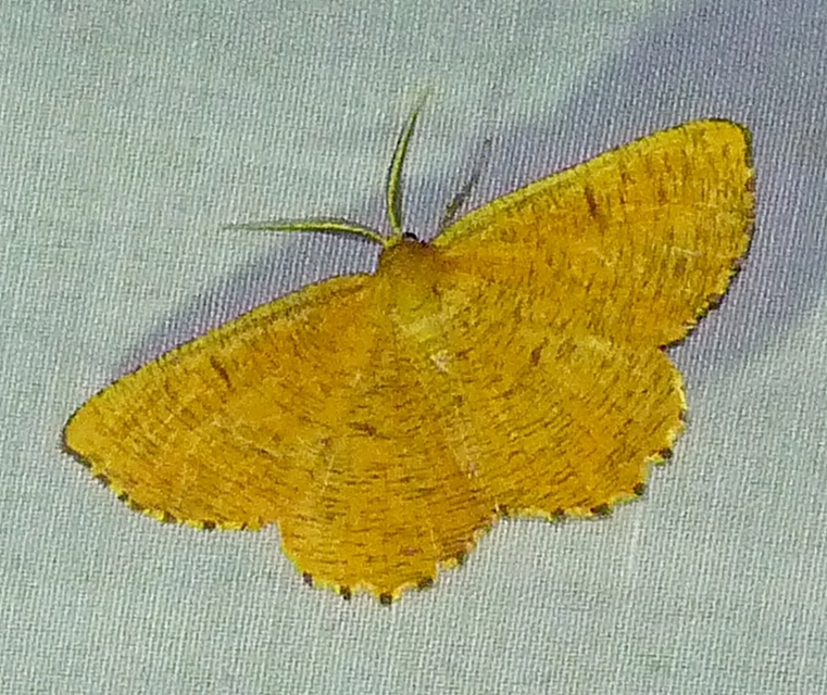 Angerona prunaria - sárga kökényaraszoló