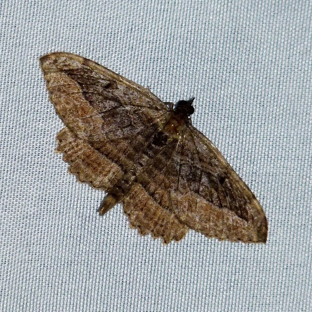 Philereme transversata - varjútövis-araszoló