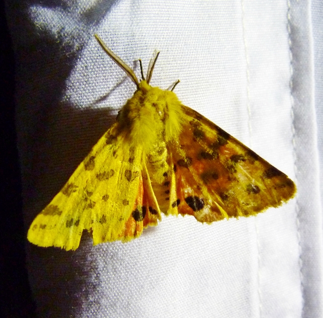 Rhyparia purpurata - bíborszínű medvelepke