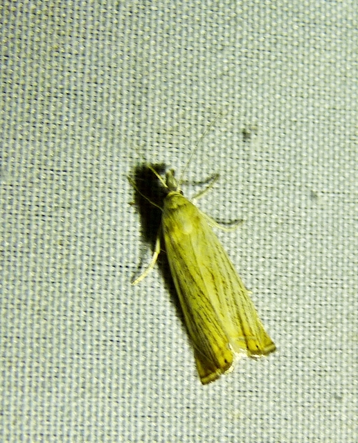 Chrysoteuchia culmella - kerti fűgyökérmoly