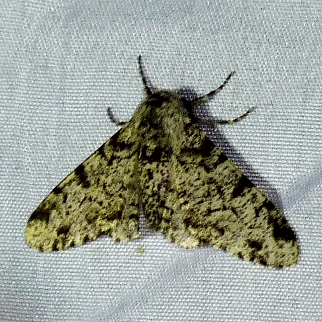 Biston betularia - szürkepettyes araszoló