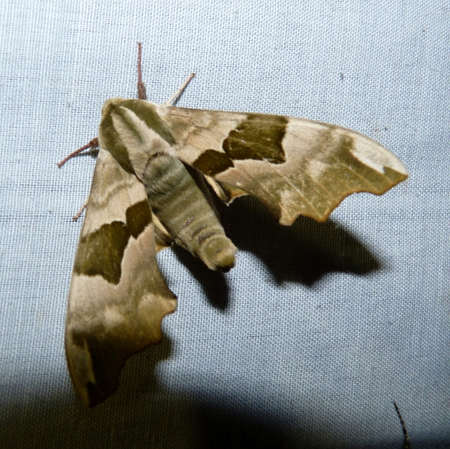 Mimas tiliae - hársfaszender