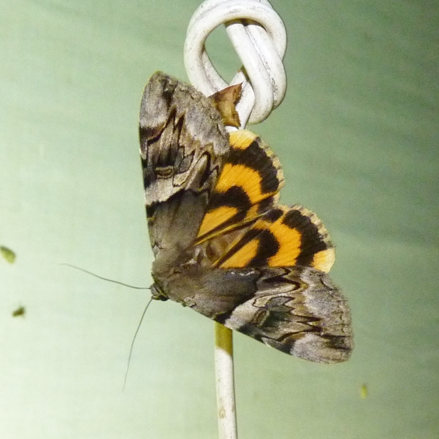 Catocala fulminea - galagonya-övesbagoly