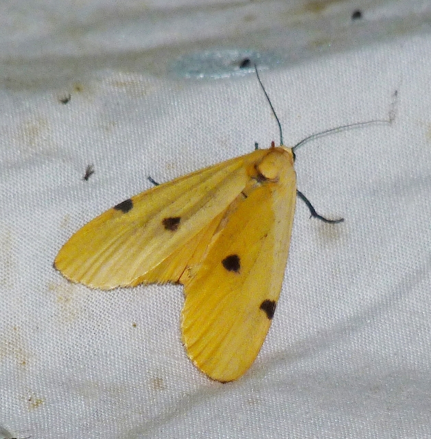 Lithosia quadra - négypettyes zuzmószövő