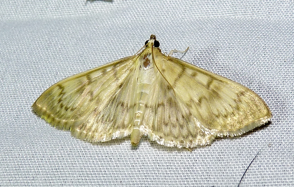 Patania ruralis - csalánevő tűzmoly
