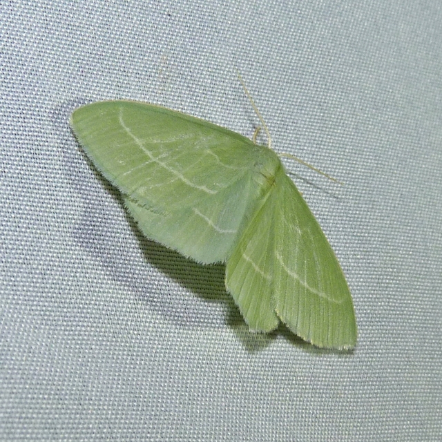 Hemistola chrysoprasaria - kékes zöldaraszoló