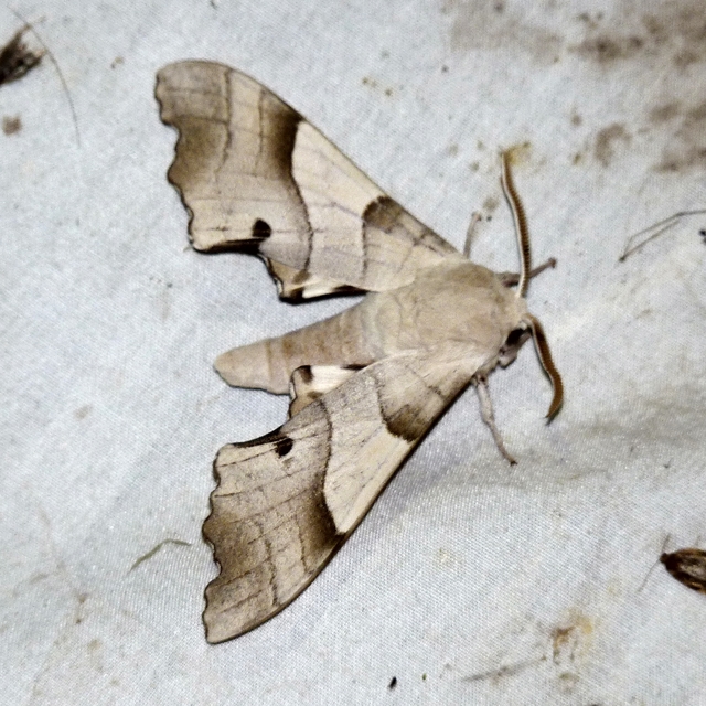 Marumba quercus - tölgyfaszender