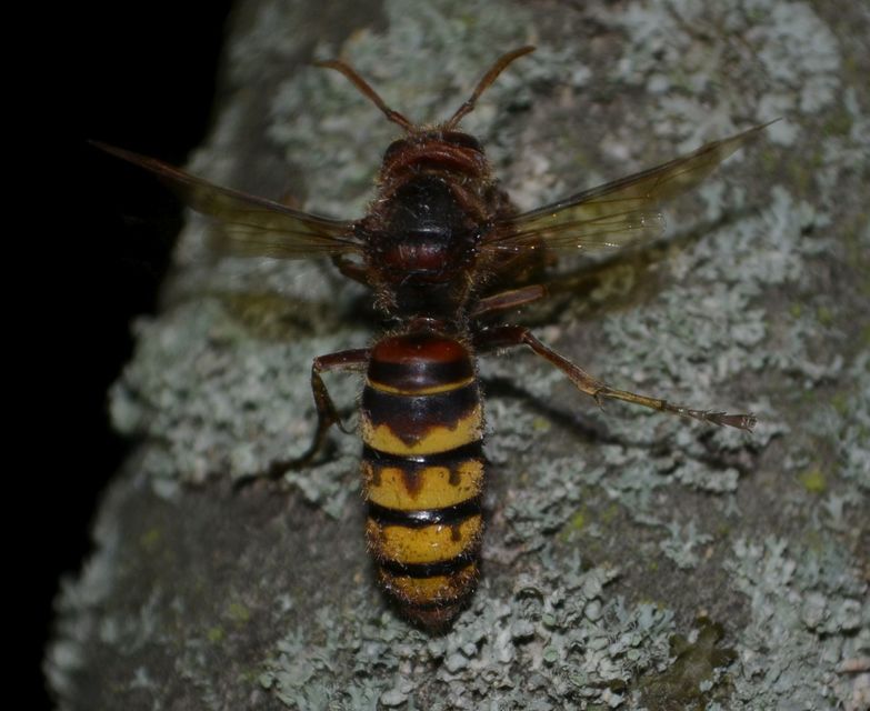 Vespa crabro - lódarázs
