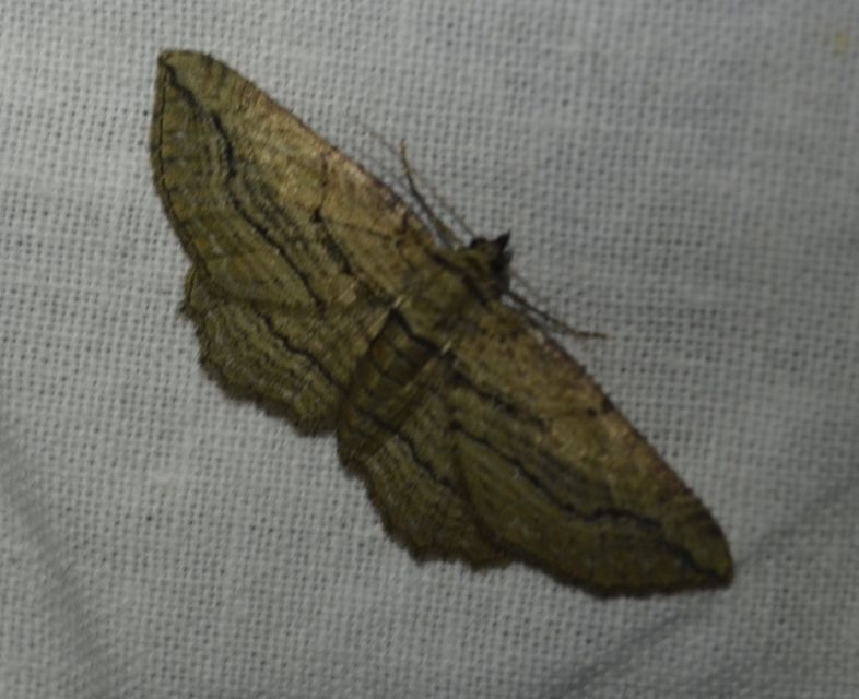 Horisme corticata - barna iszalagaraszoló