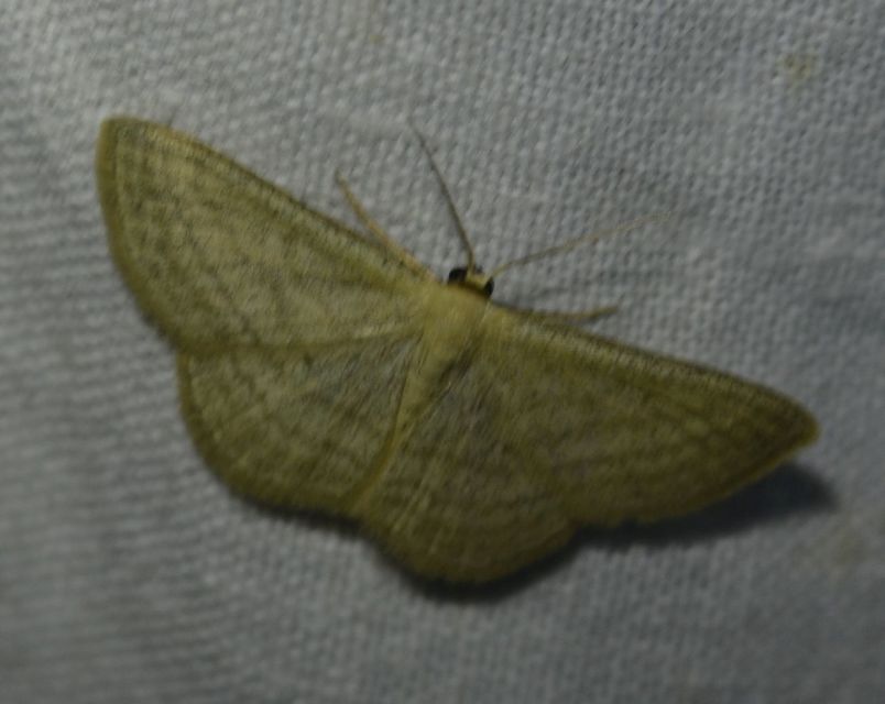 Scopula virgulata - vesszős sávosaraszoló