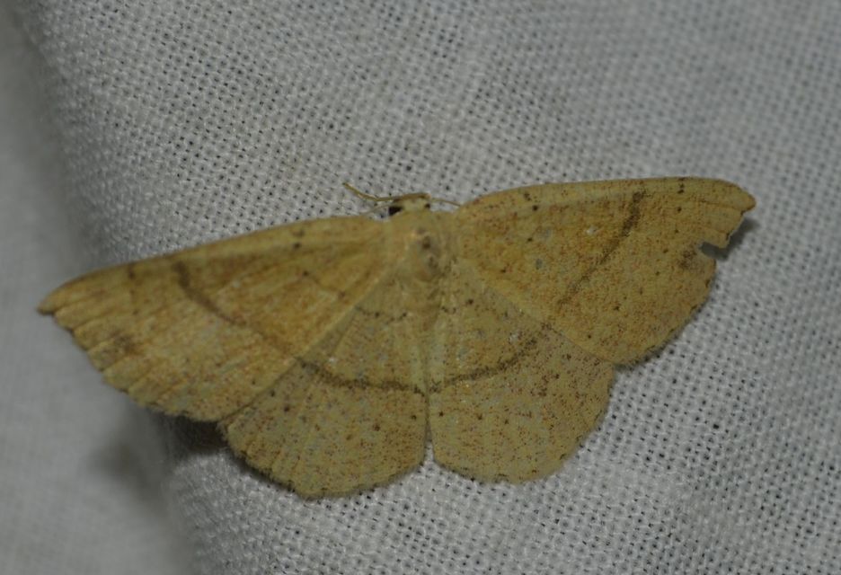 Cyclophora ruficiliaria - vörösrojtú pettyesaraszoló