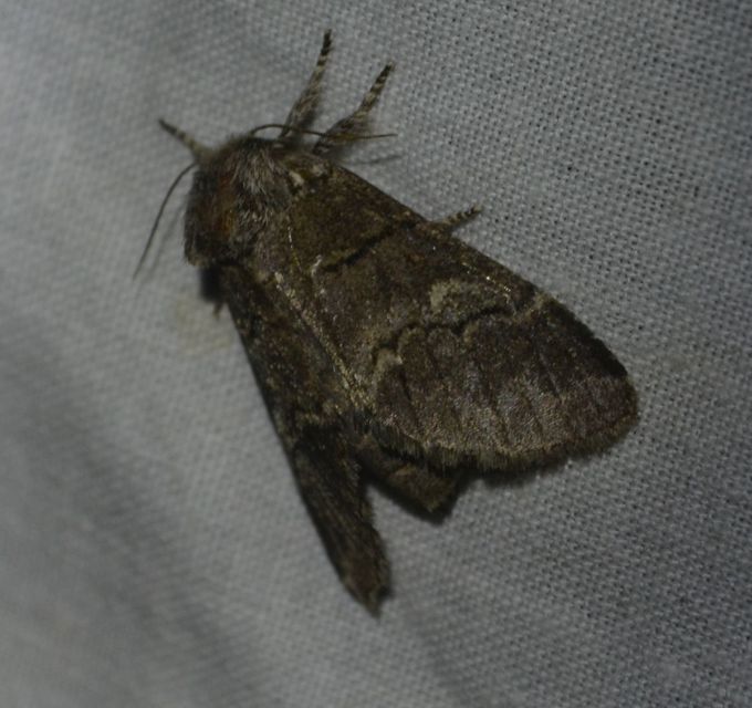 Drymonia querna - tölgyfa-púposszövő