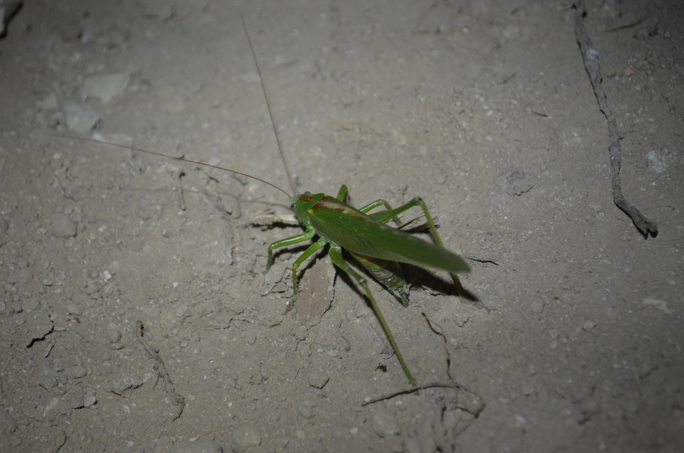 Tettigonia viridissima - zöld lombszöcske