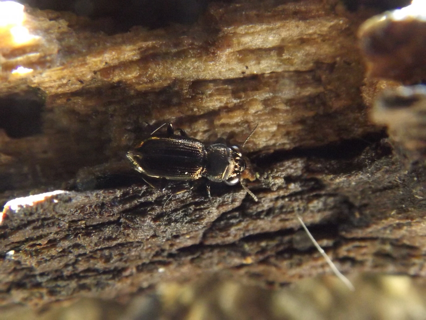Notiophilus palustris - mocsári szemesfutó