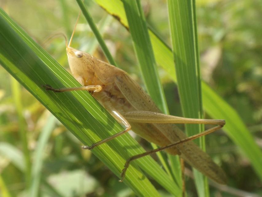 Ruspolia nitidula - nagy kúpfejűszöcske