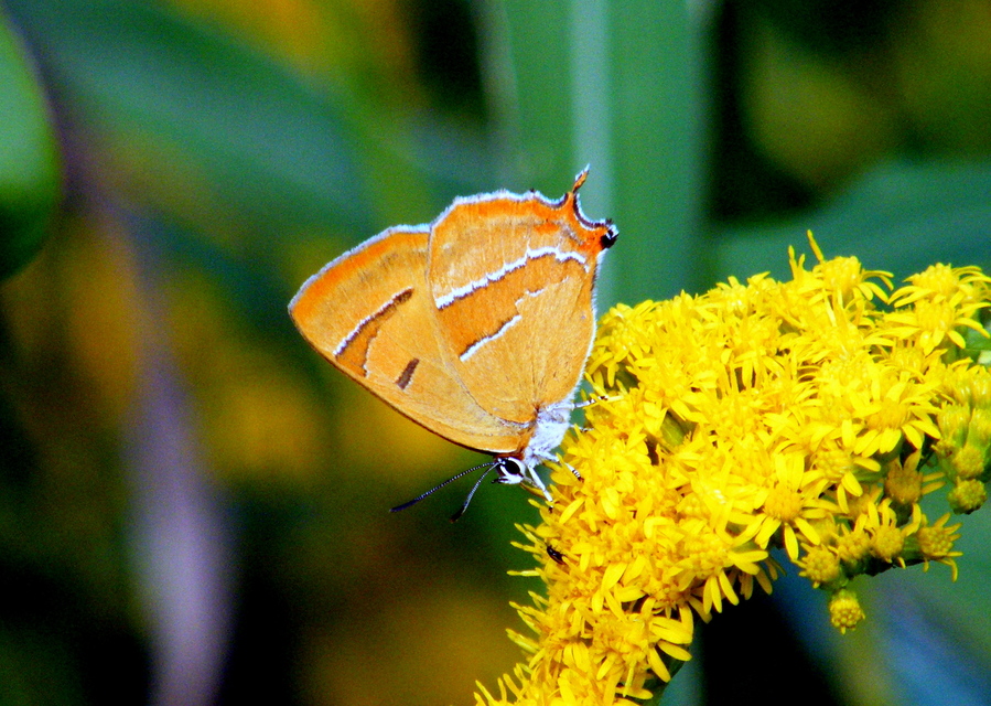 Thecla betulae - nyírfalepke
