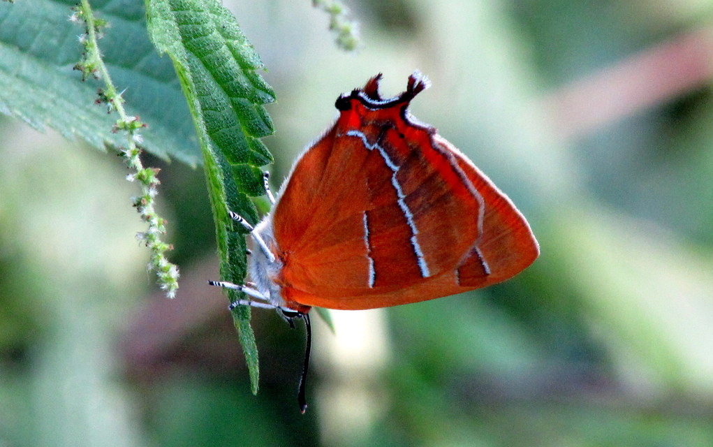 Thecla betulae - nyírfalepke
