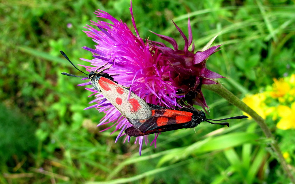 Zygaena loti - közönséges csüngőlepke