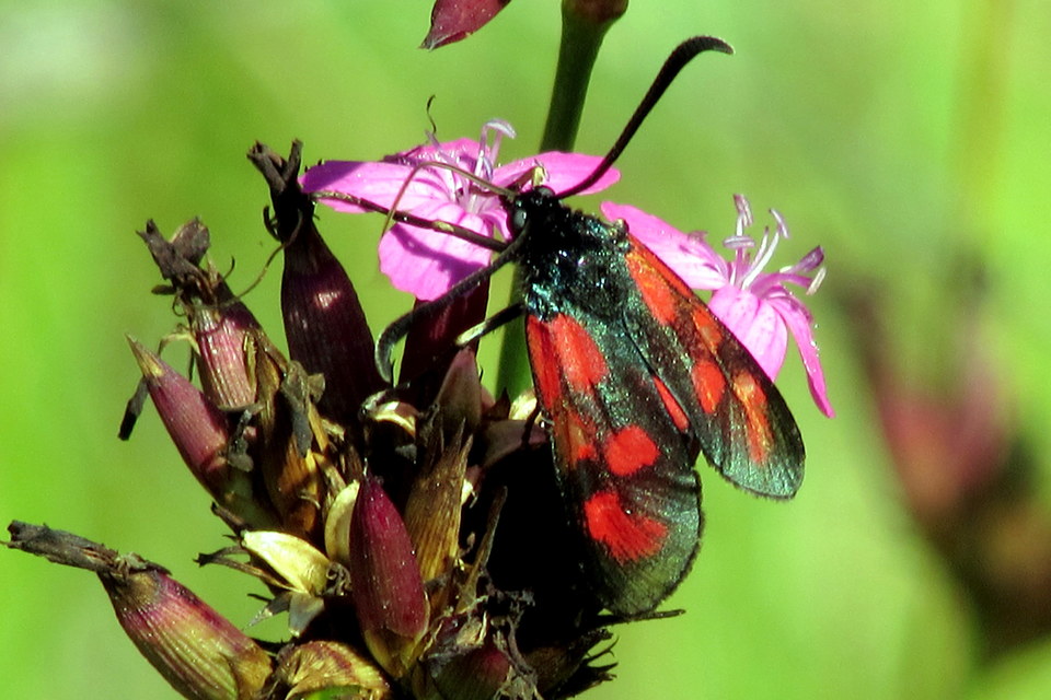Zygaena loti - közönséges csüngőlepke