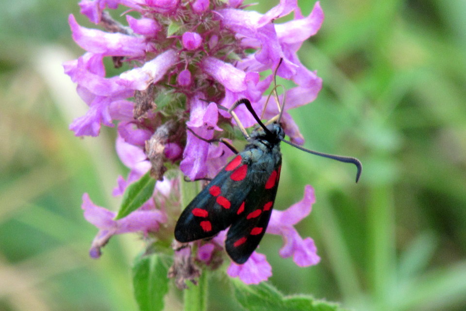 Zygaena filipendulae - acélszínű csüngőlepke