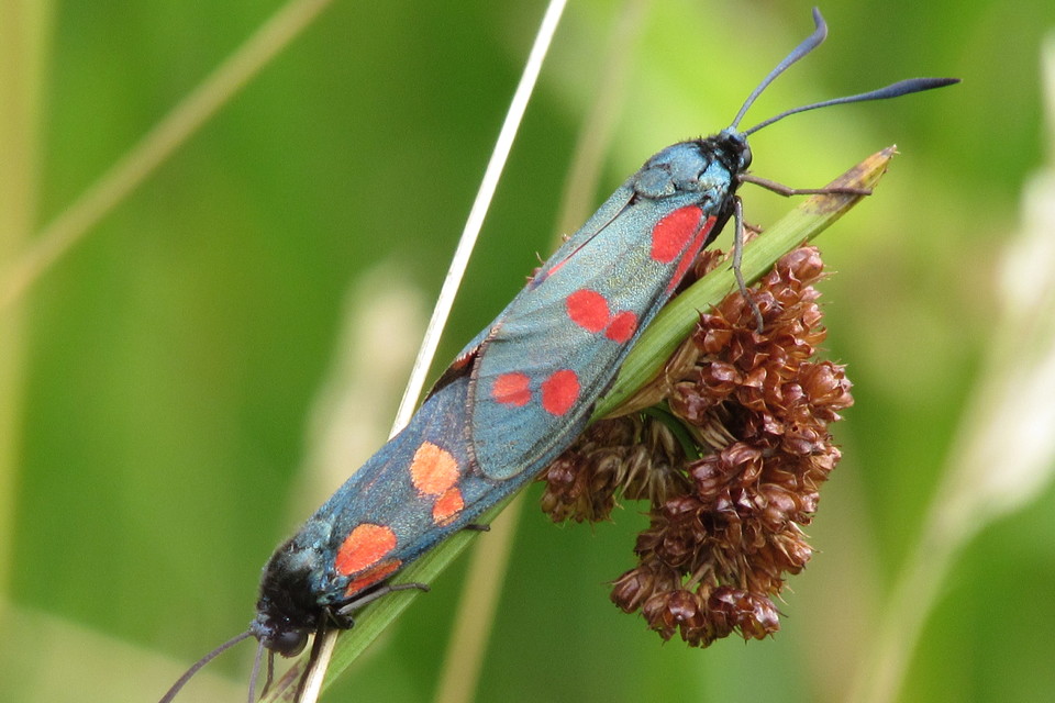 Zygaena filipendulae - acélszínű csüngőlepke