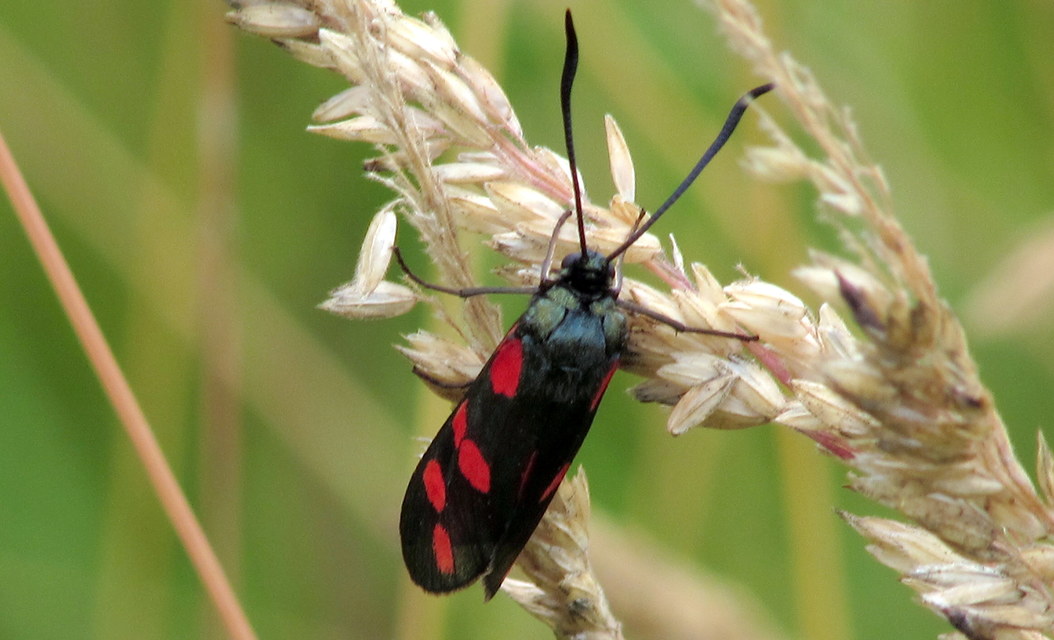 Zygaena filipendulae - acélszínű csüngőlepke