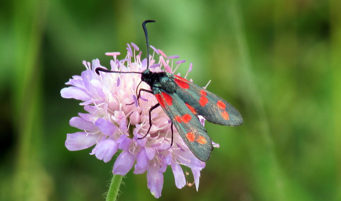 Zygaena filipendulae - acélszínű csüngőlepke