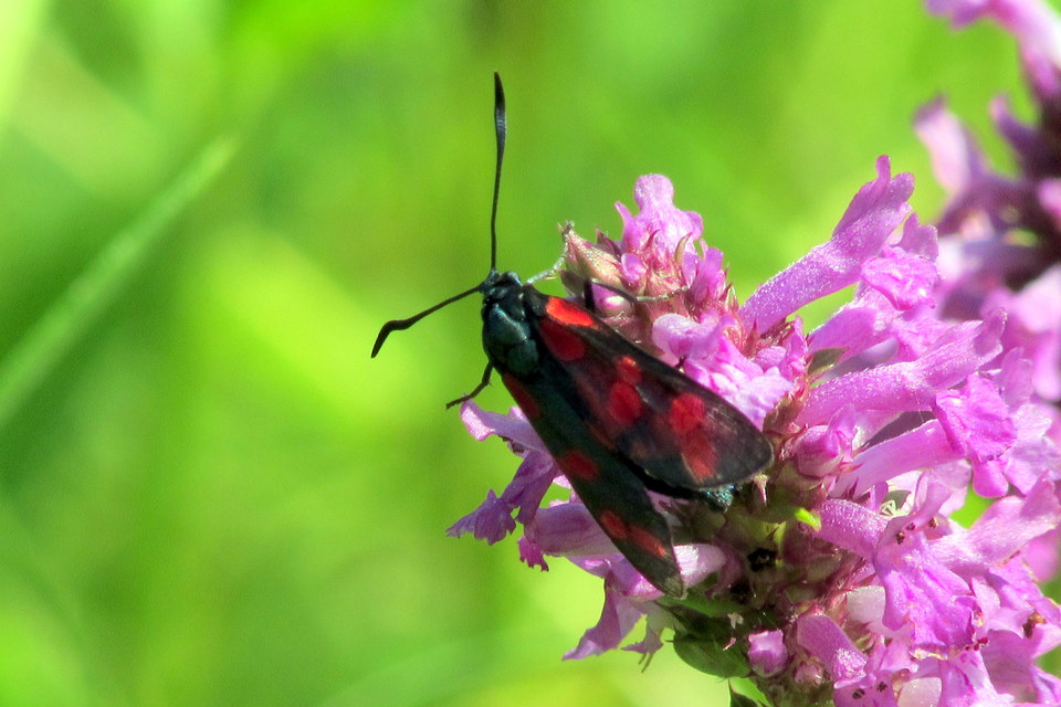 Zygaena filipendulae - acélszínű csüngőlepke