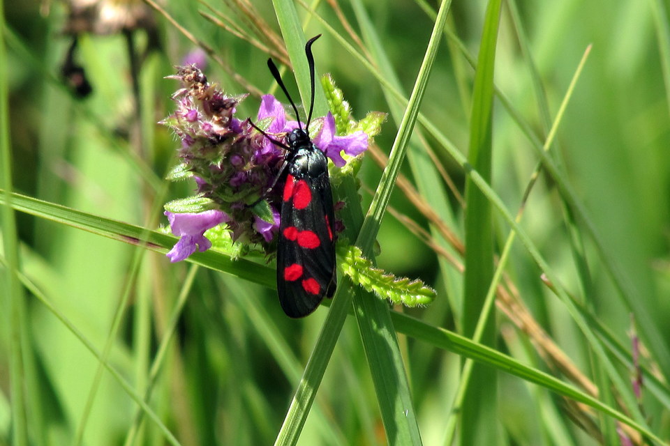 Zygaena filipendulae - acélszínű csüngőlepke