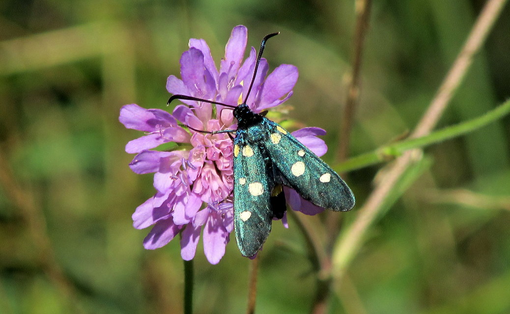 Zygaena ephialtes - változékony csüngőlepke