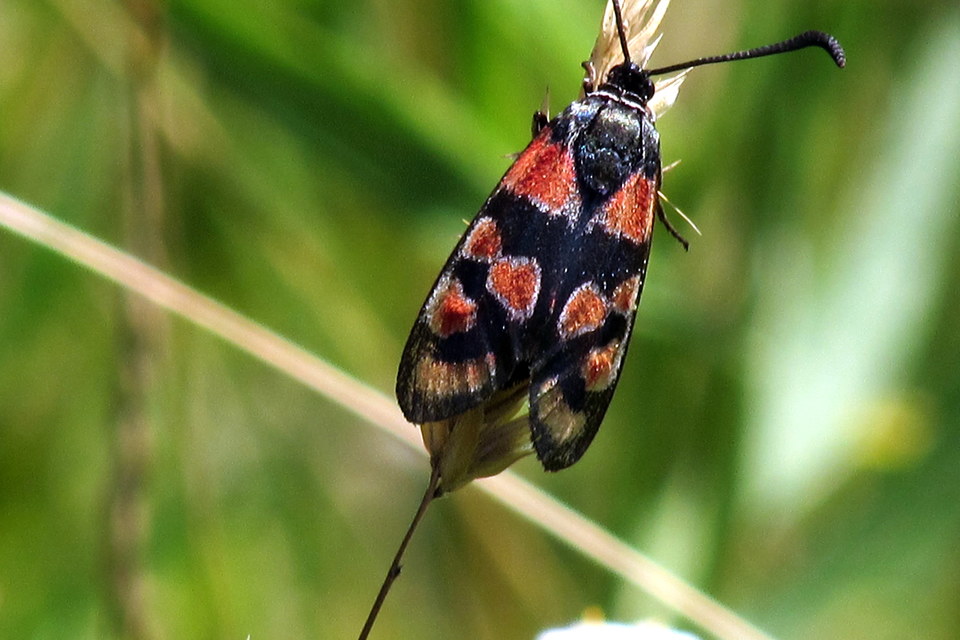 Zygaena carniolica - fehérgyűrűs csüngőlepke