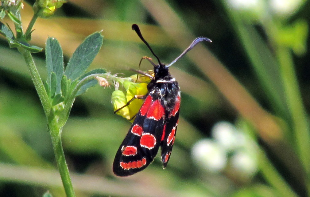 Zygaena carniolica - fehérgyűrűs csüngőlepke