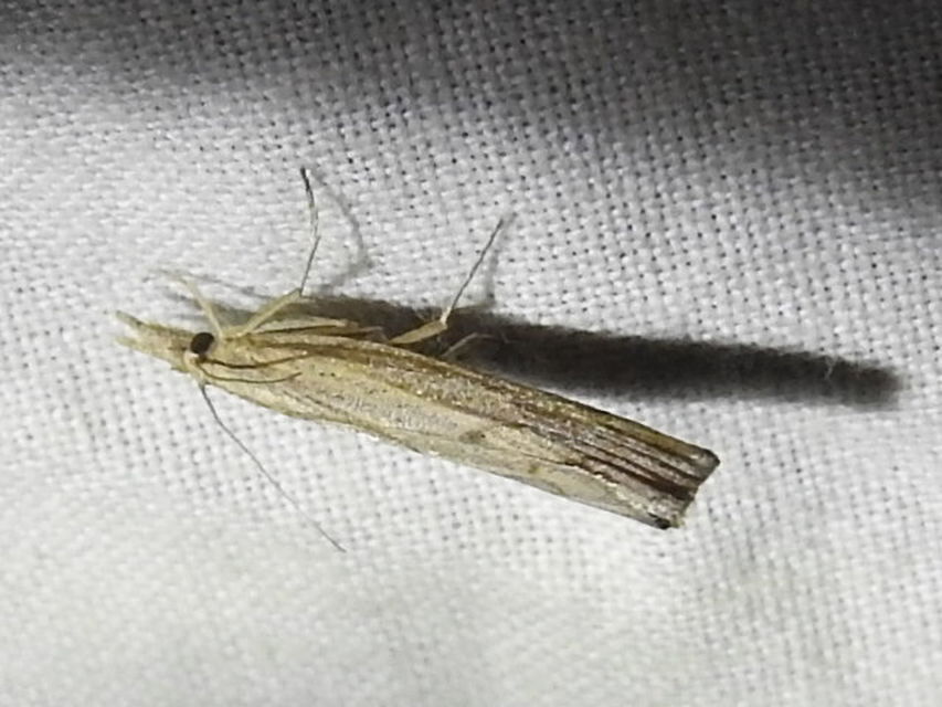 Pediasia contaminella - mocskos fűgyökérmoly