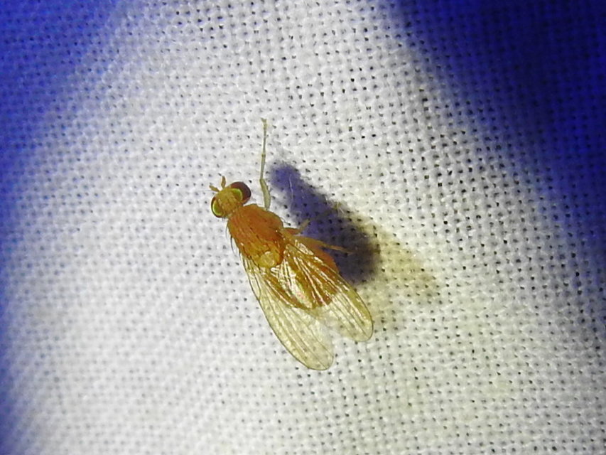 Lauxaniidae - pudvalegyek