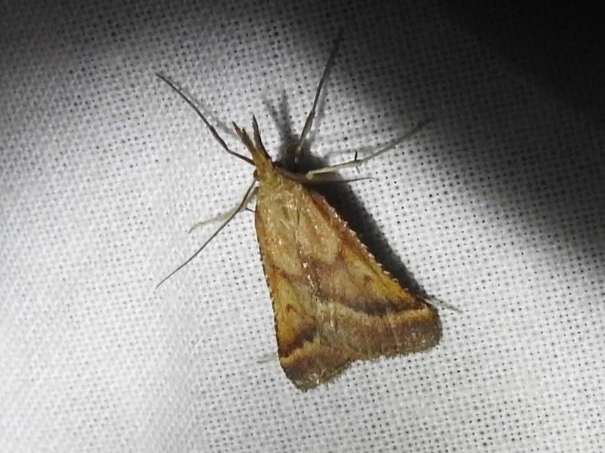 Synaphe punctalis - hosszúlábú fényilonca
