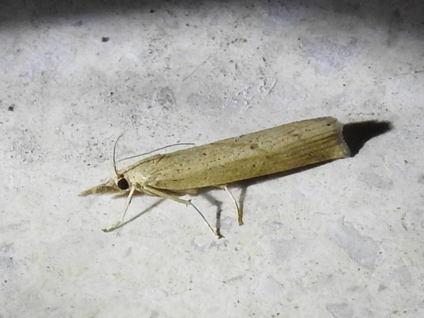 Agriphila inquinatella - közönséges fűgyökérmoly