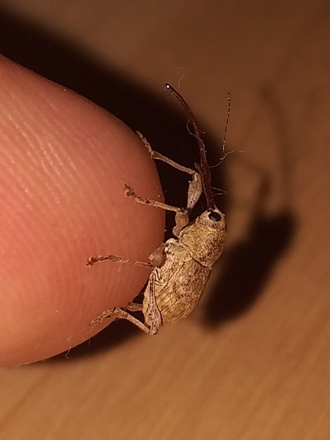 Curculio elephas - gesztenyezsuzsóka