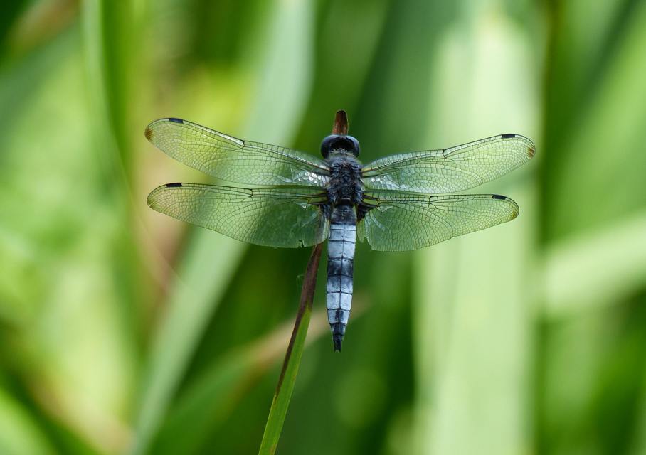 Libellula fulva - kisfoltos laposacsa