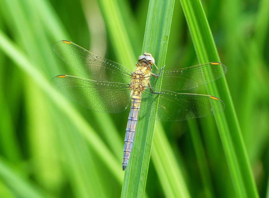 Orthetrum coerulescens - karcsú pásztorszitakötő