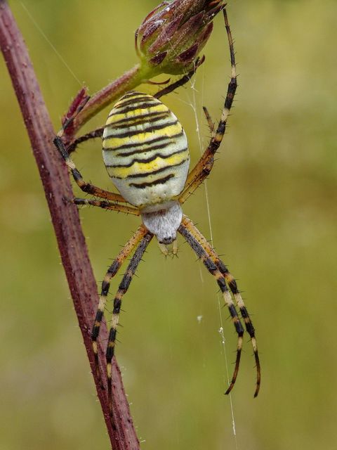 Argiope bruennichi - darázspók