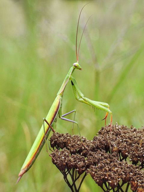 Mantis religiosa - imádkozósáska