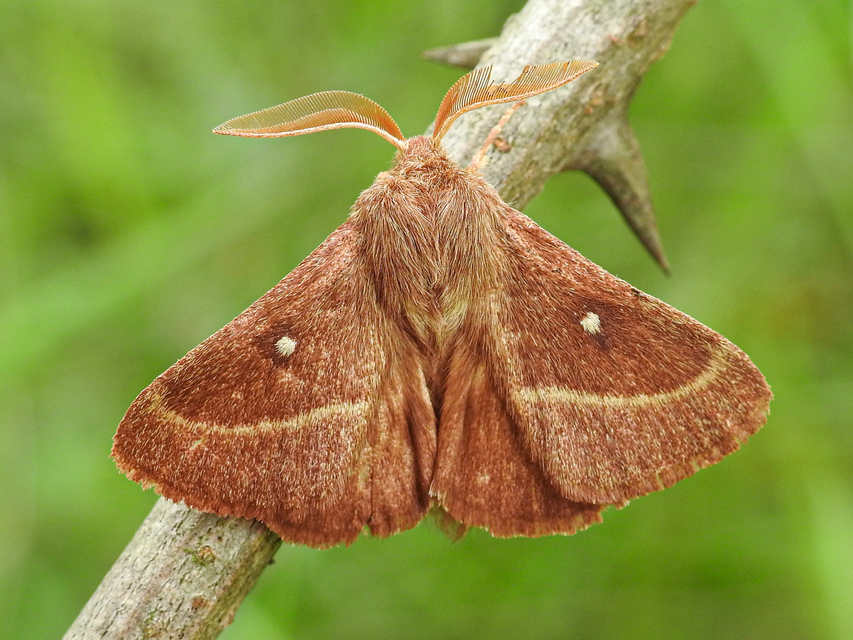 Lasiocampa trifolii - lóhereszövő