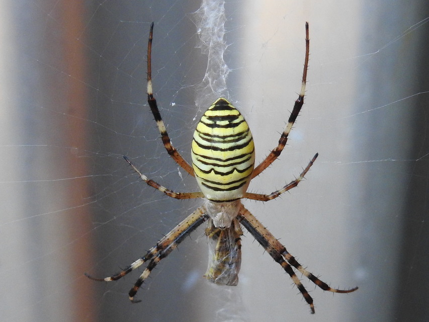 Argiope bruennichi - darázspók