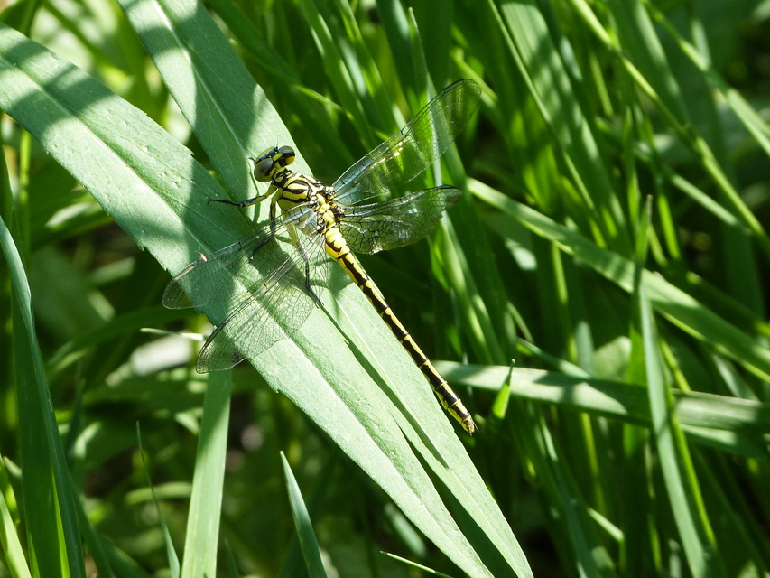 Gomphus flavipes - sárgalábú folyami-szitakötő