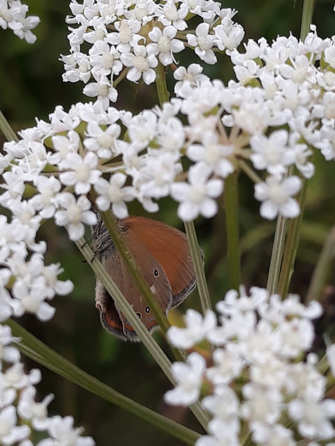 Coenonympha glycerion - közönséges szénalepke