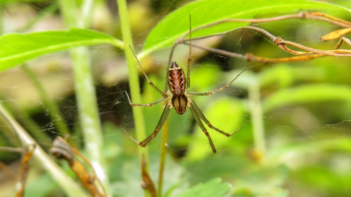 Linyphia triangularis - háromszöges vitorláspók