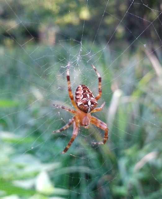 Araneus diadematus - koronás keresztespók